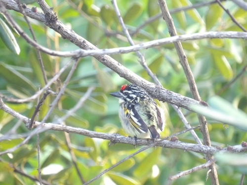 Northern Red-fronted Tinkerbird