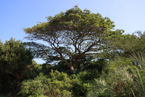 Albizia adianthifolia, photograph 2