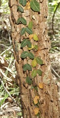 Parsonsia plaesiophylla
