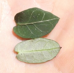 Parsonsia plaesiophylla