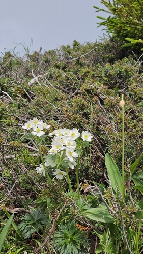 Narcissus-flowered Anemone