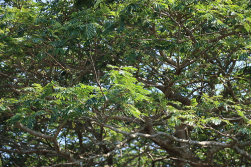 Albizia adianthifolia, photograph 3