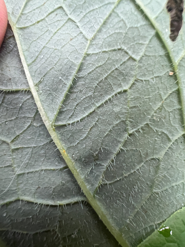 Smilax hugeri, photograph 2