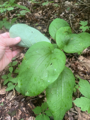 Smilax hugeri