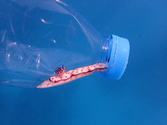 Hypselodoris pulchella