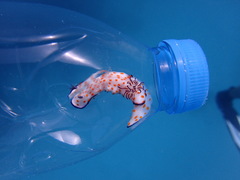 Hypselodoris pulchella