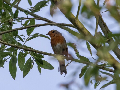 European Robin