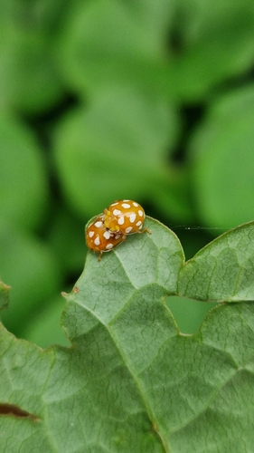 Orange Ladybird