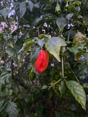 Capsicum