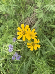 Engelmannia peristenia