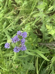 Engelmannia peristenia