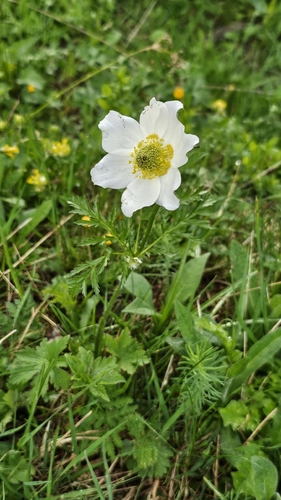 Alpine Pasqueflower