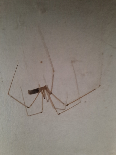 Long-bodied Cellar Spider