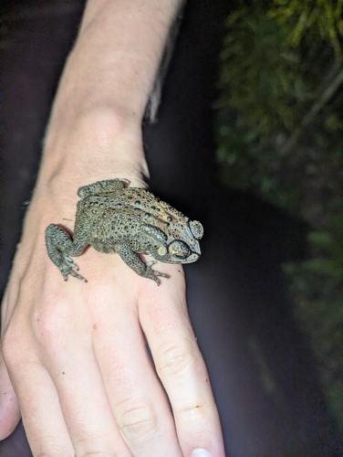 Asian Common Toad