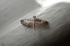 Hydriris chalybitis