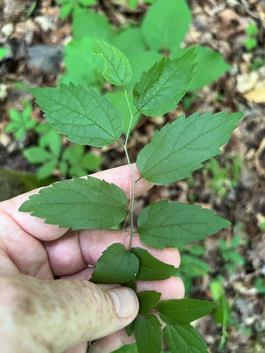 Celtis tenuifolia, photograph 6