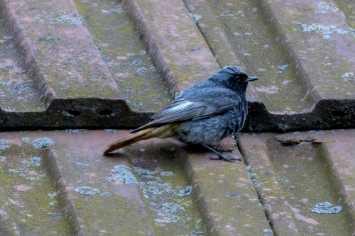 Black Redstart