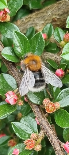 Tree Bumble Bee