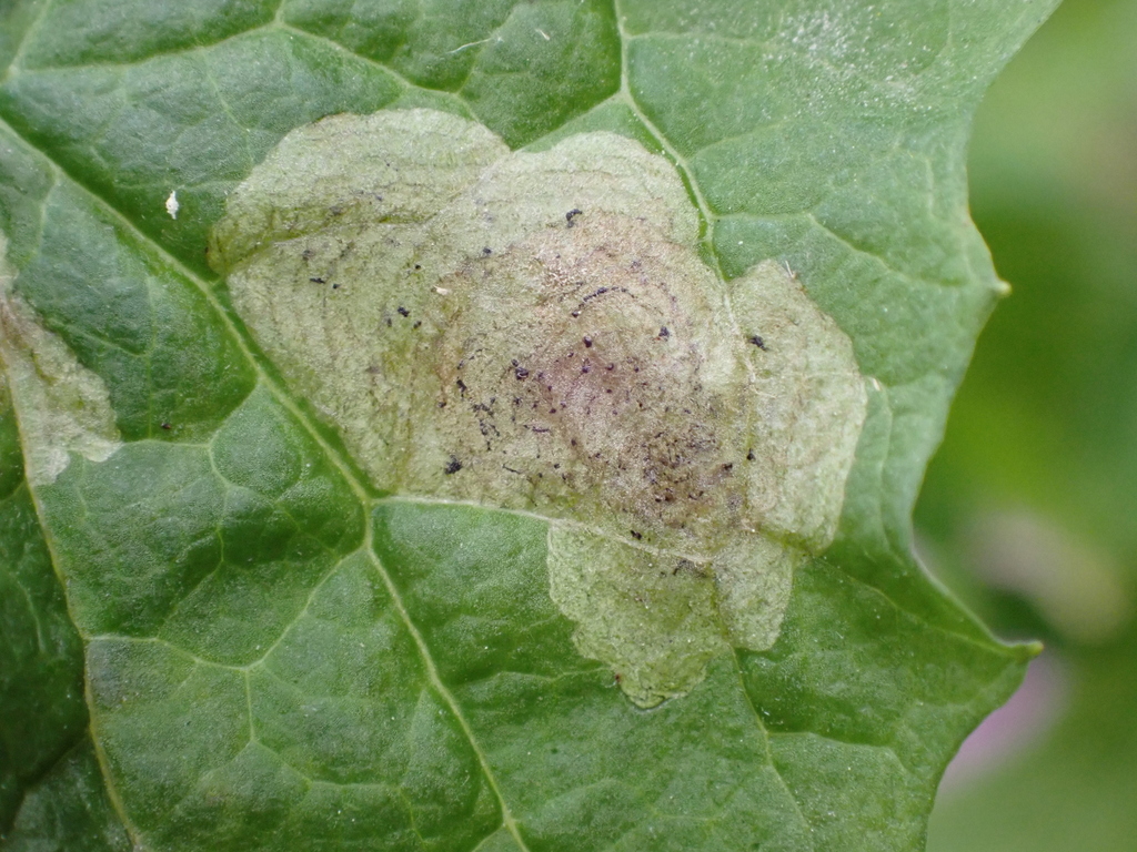 Liriomyza puella