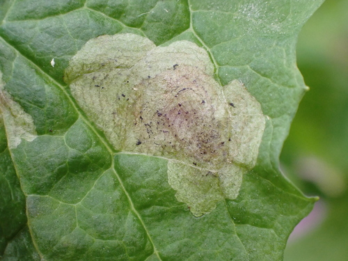Liriomyza puella