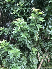 Schinus terebinthifolia