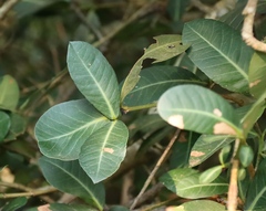 Garcinia livingstonei, photograph (c) Tony Rebelo, some rights reserved (CC BY-SA)