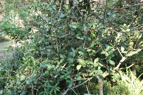 Garcinia livingstonei, photograph 5