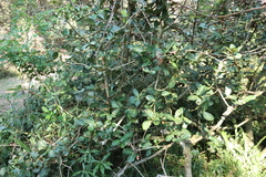 Garcinia livingstonei, photograph (c) Tony Rebelo, some rights reserved (CC BY-SA)