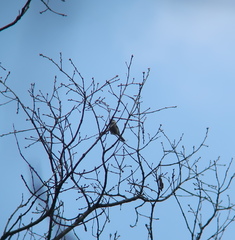 Poecile palustris