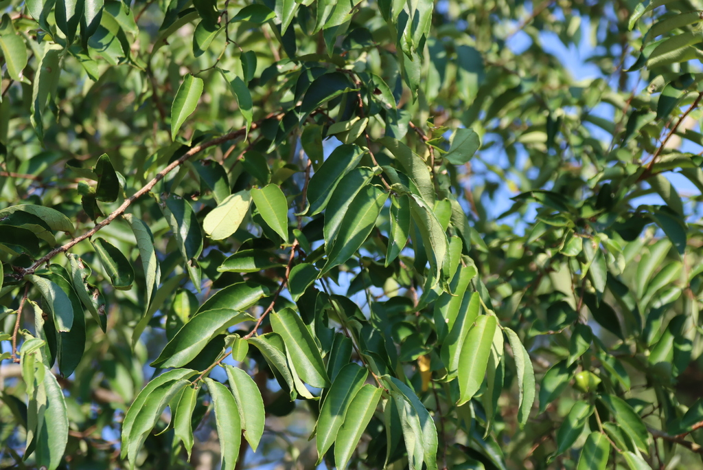 Sclerocroton integerrimus; photograph (c) Tony Rebelo, some rights reserved (CC BY-SA)