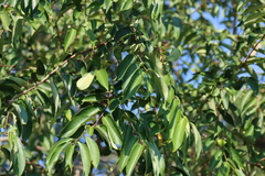 Sclerocroton integerrimus
