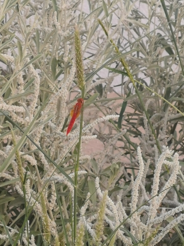 Broad Scarlet