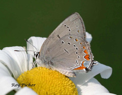 Satyrium acadica