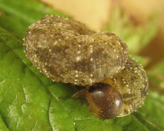 Tenthredo ferruginea