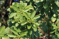 Ozoroa obovata, photograph (c) Tony Rebelo, some rights reserved (CC BY-SA)