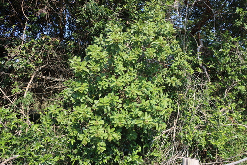 Ozoroa obovata, photograph 3