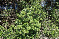 Ozoroa obovata, photograph (c) Tony Rebelo, some rights reserved (CC BY-SA)