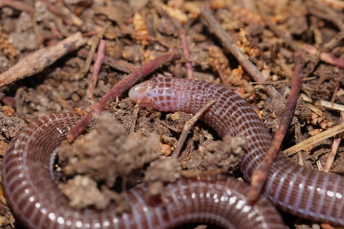 Anatolian Worm Lizard