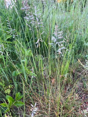 Sheep's Fescue