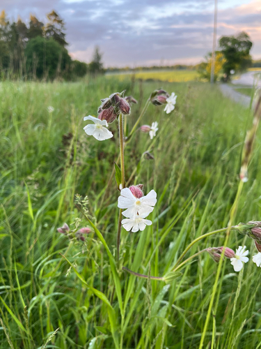 white campion