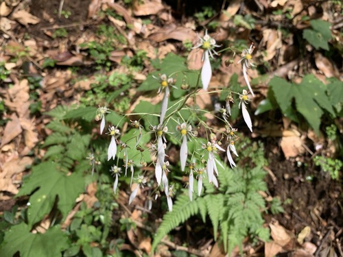 Saxifraga cortusifolia iNat (3)