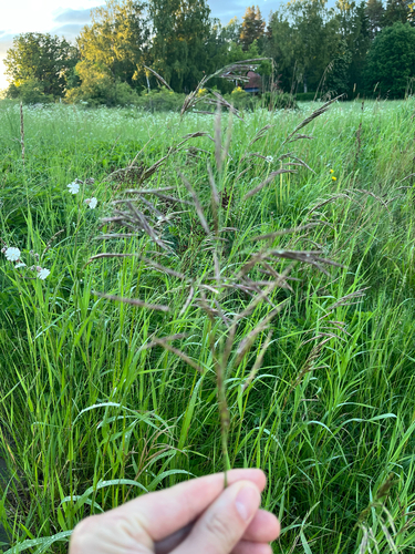Smooth Brome