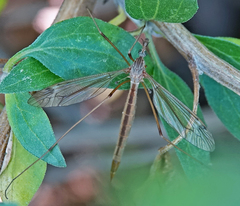 Tipula praecisa