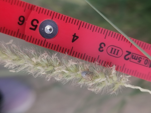 White-spotted Stink Bug