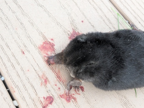 Star-nosed Mole observed by pmcafee