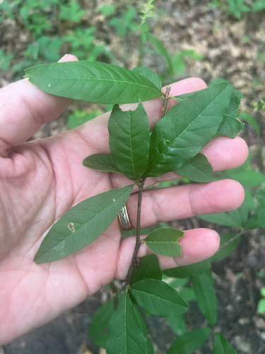 Sideroxylon lycioides, photograph 1
