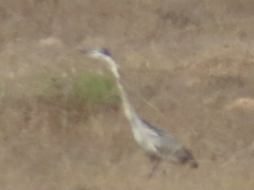 iNaturalist image