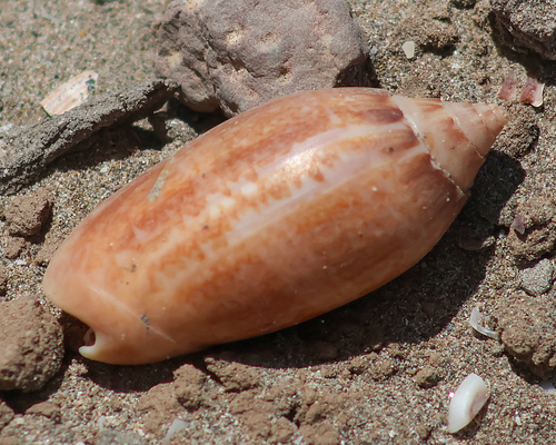 Oliva spicata observed 2026-05-28