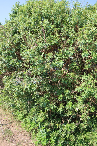 Ozoroa obovata, photograph 1