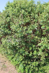 Ozoroa obovata
